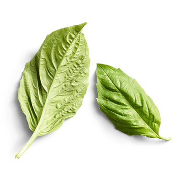 raw basil