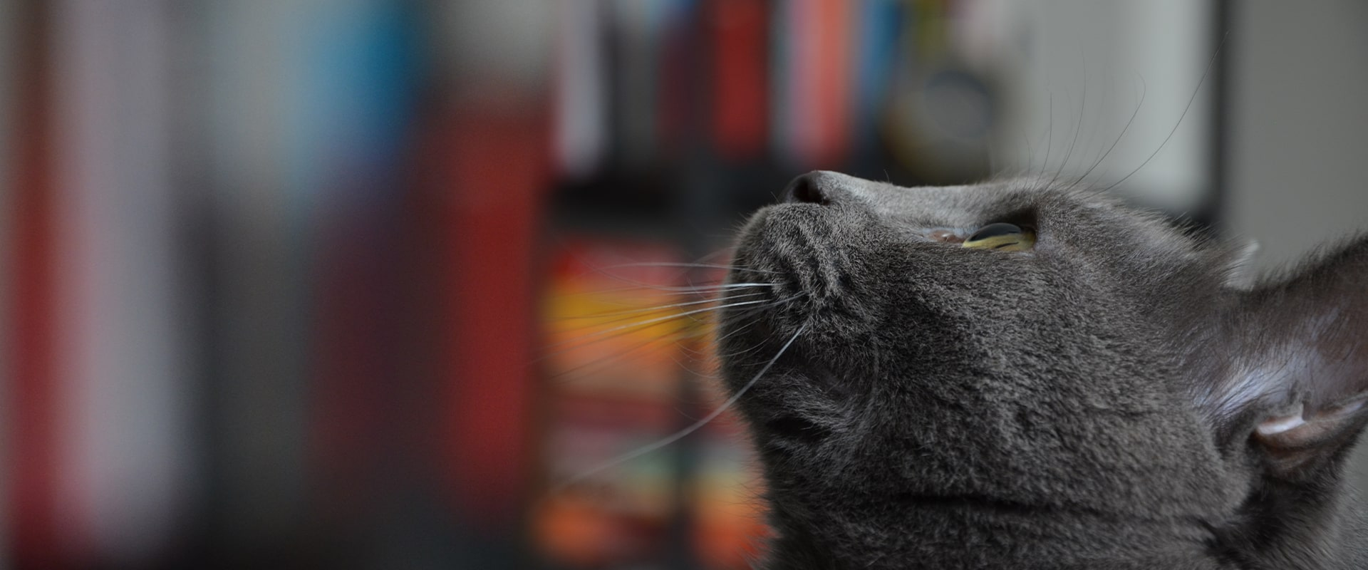 russian blue cat looking up