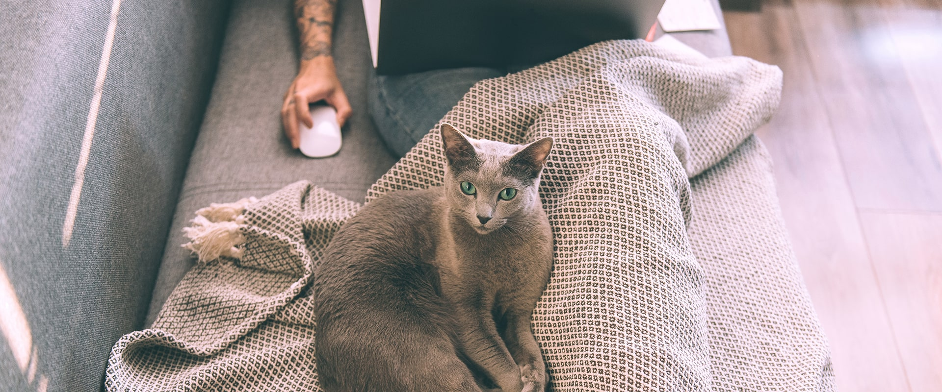 russian blue cat laying on a blanket over its owners legs on the couch