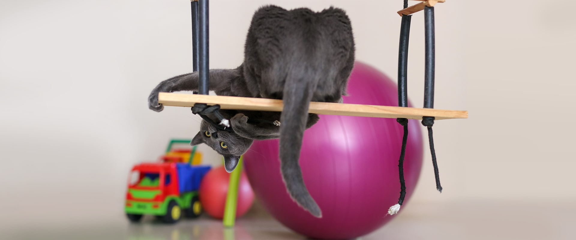 russian blue cat playing on a swing with other toys