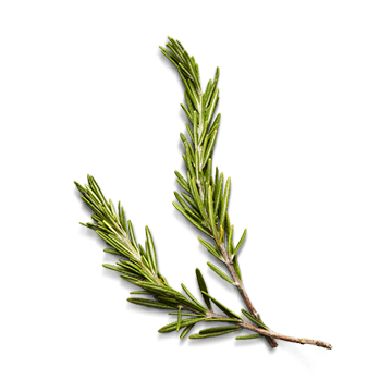 raw rosemary