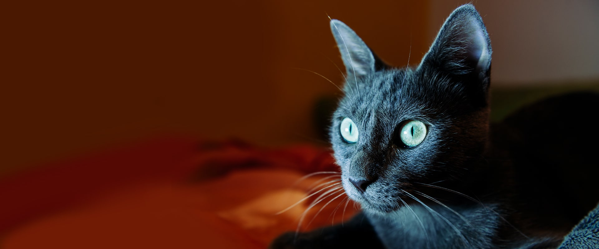 russian blue cat sitting on bed