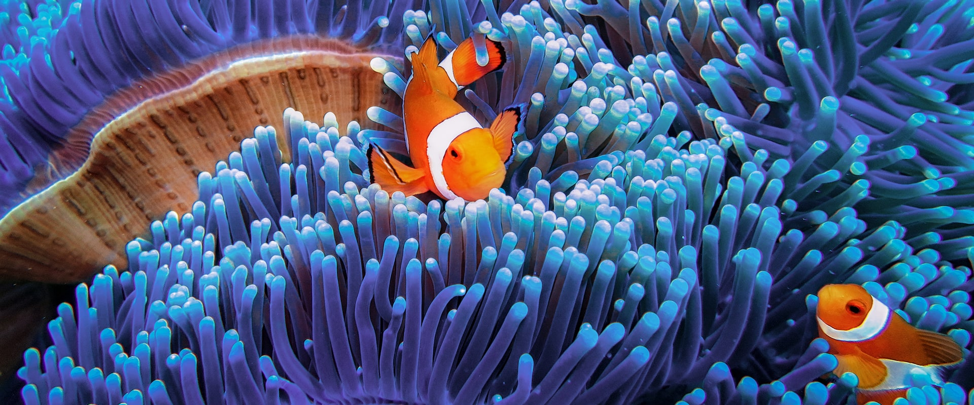 two clown fish swimming through anemone