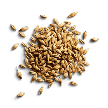 raw barley