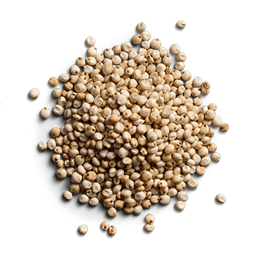 raw sorghum