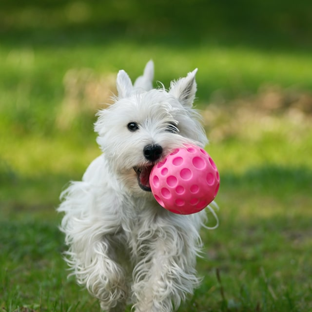 How to pick the best and safest dog toy