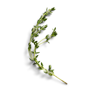 raw thyme