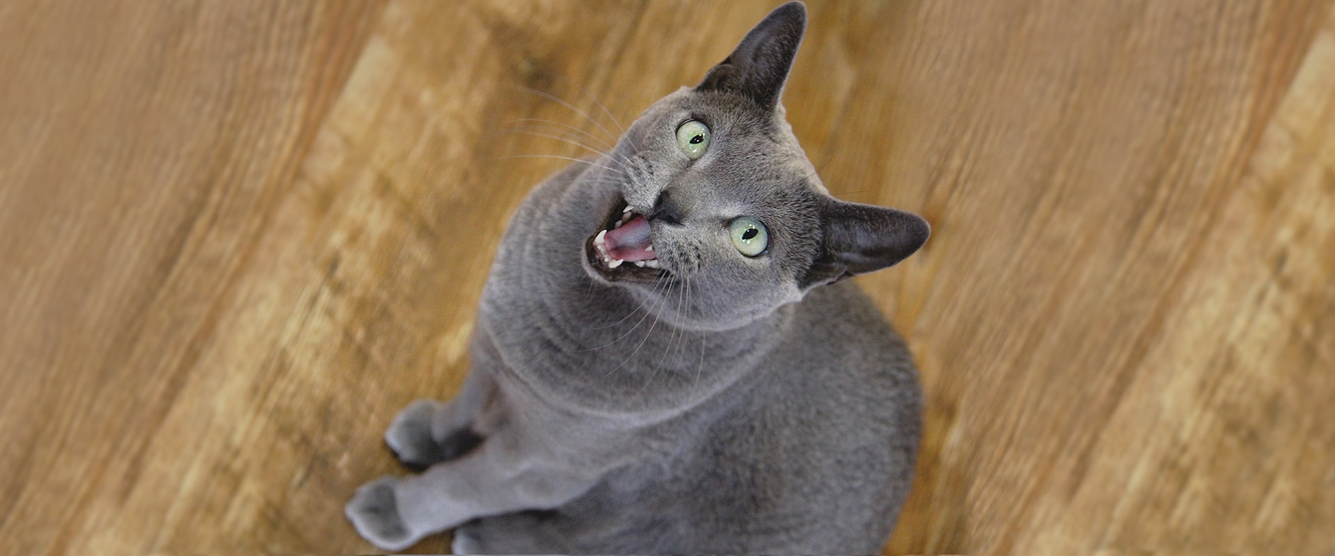 Why Does My Cat ...? Weird Cat Behaviors Explained | SHEBA®