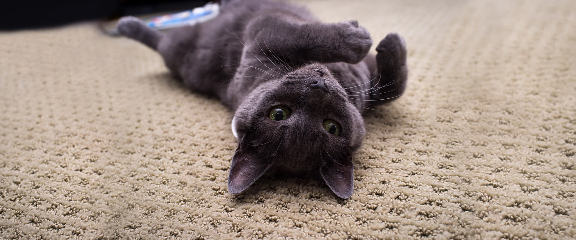 russian blue cat laying upside down on carpet