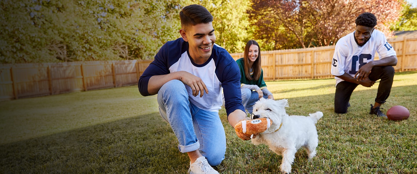 man and woman in their fenced backyard playing fetch with their  Westie and a football dog toy 