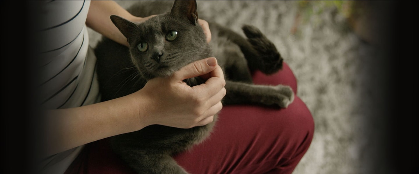 russian blue cat looking lovingly at owner while being pet 