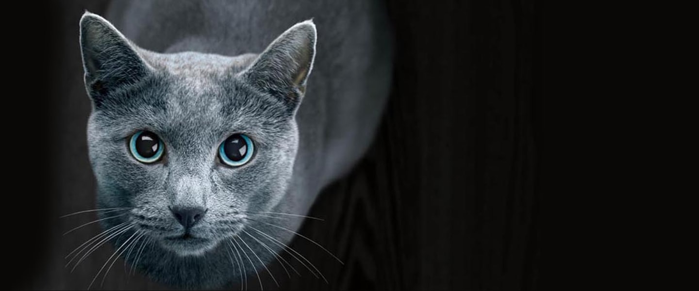 russian blue cat on black background