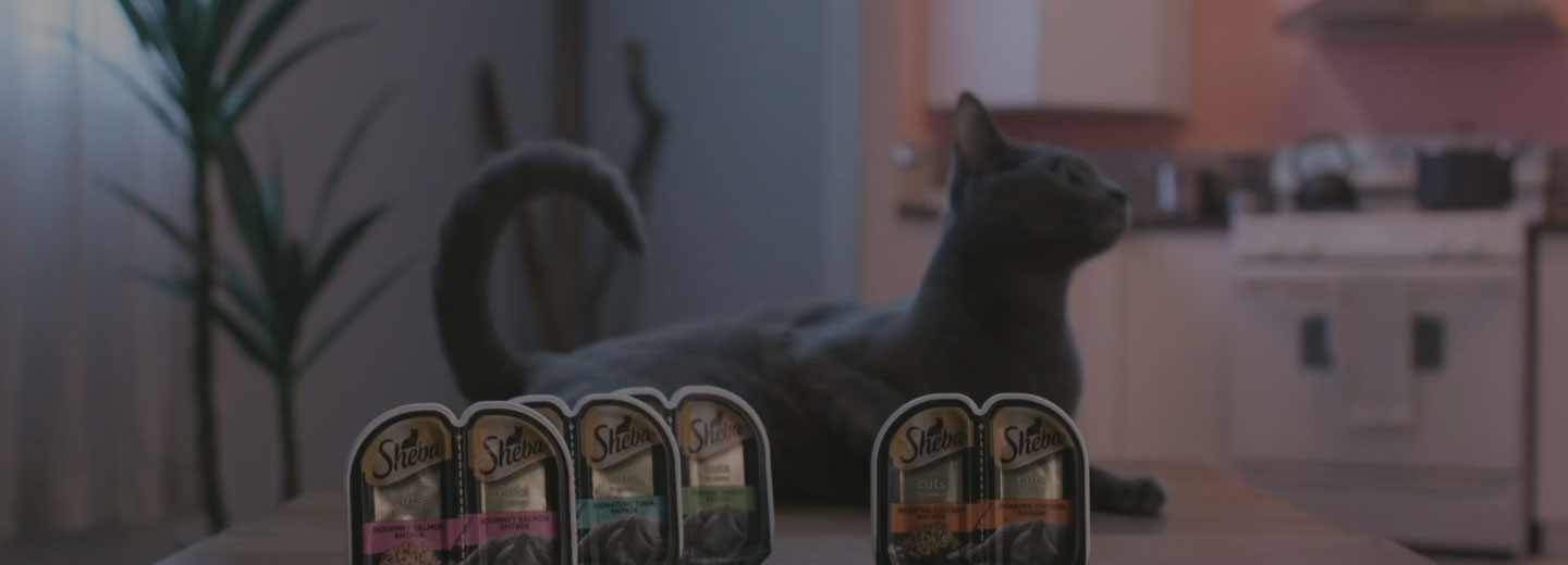 Sheba wet food packages in front of russian blue cat sitting on table