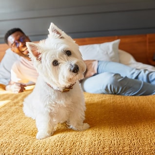 Westie tilting its head while sitting on a bed with its owner laying down behind