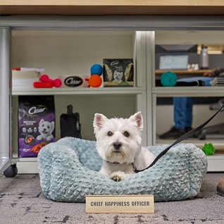 Westie sitting in blue dog bed at a dog-friendly office