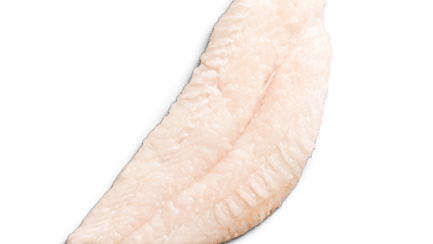 raw catfish