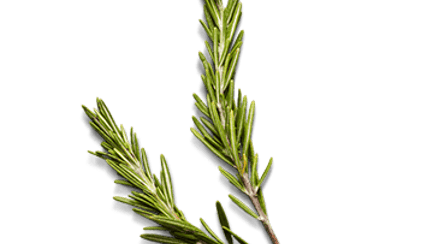 raw rosemary