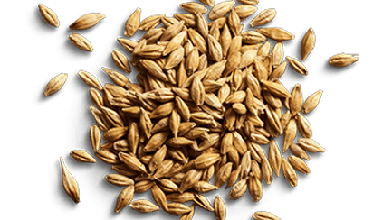 raw barley