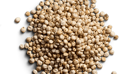 raw sorghum