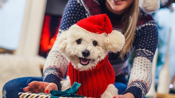 Christmas sweater for hot sale dog and owner