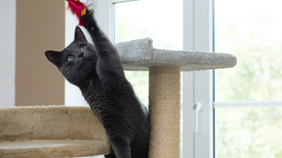russian blue cat playing with cat toy