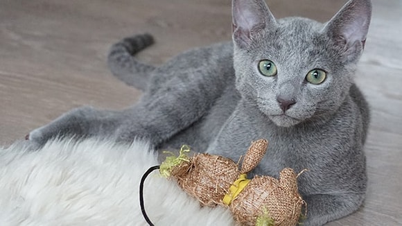 russian blue cat with toy