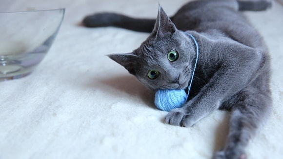 russian blue cat playing with yarn
