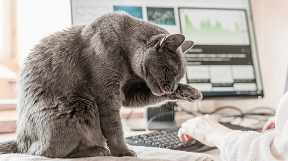 russian blue cat licking its paw next to owner working on her computer at a desk