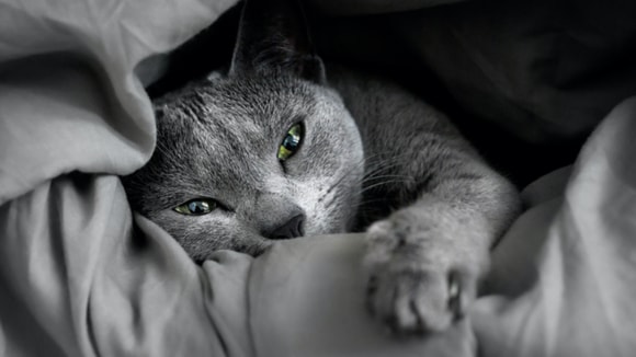 Russian blue cat laying on blanket